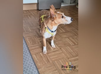Vincent - Jackpot auf vier Pfoten