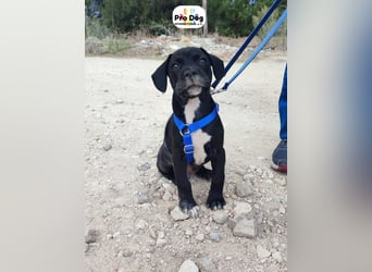 Hundebaby Sharik