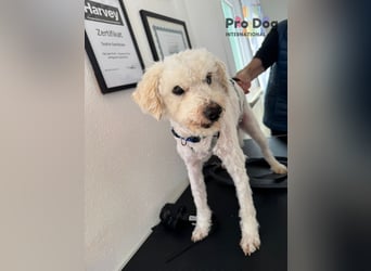 Fénix auf Pflegestelle in Langenbrand