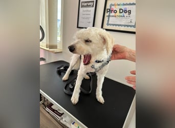 Fénix auf Pflegestelle in Langenbrand