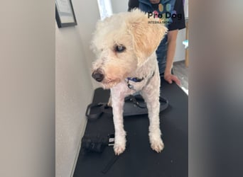 Fénix auf Pflegestelle in Langenbrand