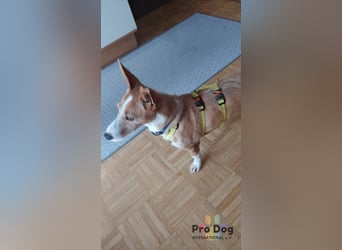 Vincent - Jackpot auf vier Pfoten