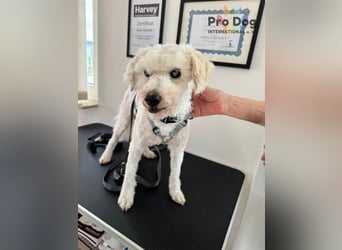 Fénix auf Pflegestelle in Langenbrand