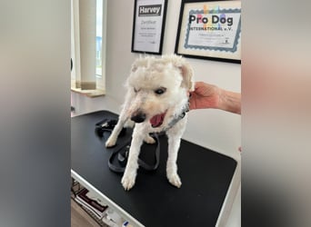 Fénix auf Pflegestelle in Langenbrand