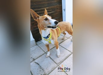 Vincent - Jackpot auf vier Pfoten