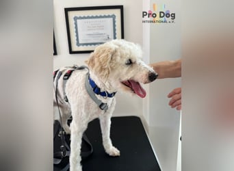 Fénix auf Pflegestelle in Langenbrand