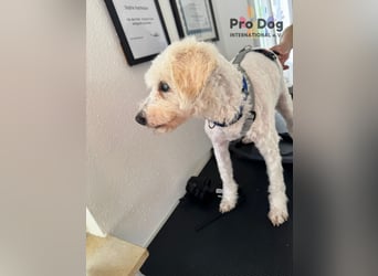 Fénix auf Pflegestelle in Langenbrand