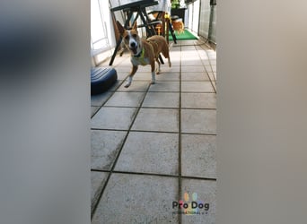 Vincent - Jackpot auf vier Pfoten