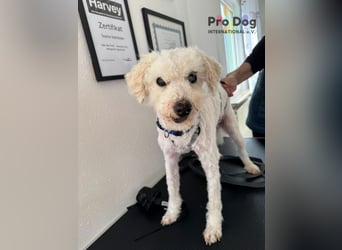 Fénix auf Pflegestelle in Langenbrand