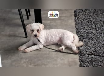 Paddy