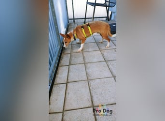 Vincent - Jackpot auf vier Pfoten
