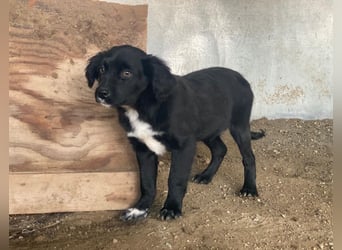 Pingu, geb. ca. 09/2025, lebt in GRIECHENLAND, auf einer privaten Pflegestelle