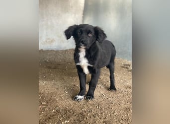 Pingu, geb. ca. 09/2025, lebt in GRIECHENLAND, auf einer privaten Pflegestelle