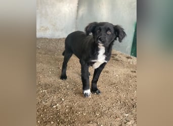 Pingu, geb. ca. 09/2025, lebt in GRIECHENLAND, auf einer privaten Pflegestelle