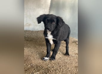 Pingu, geb. ca. 09/2025, lebt in GRIECHENLAND, auf einer privaten Pflegestelle