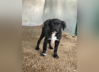 Pingu, geb. ca. 09/2025, lebt in GRIECHENLAND, auf einer privaten Pflegestelle