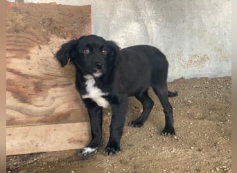 Pingu, geb. ca. 09/2025, lebt in GRIECHENLAND, auf einer privaten Pflegestelle