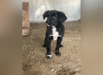 Pingu, geb. ca. 09/2025, lebt in GRIECHENLAND, auf einer privaten Pflegestelle