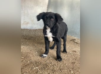 Pingu, geb. ca. 09/2025, lebt in GRIECHENLAND, auf einer privaten Pflegestelle