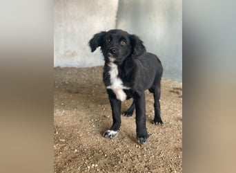 Pingu, geb. ca. 09/2025, lebt in GRIECHENLAND, auf einer privaten Pflegestelle