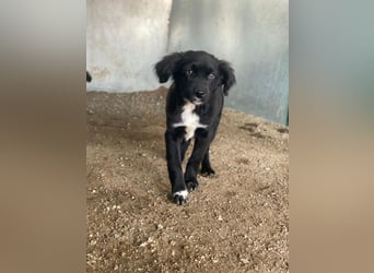 Pingu, geb. ca. 09/2025, lebt in GRIECHENLAND, auf einer privaten Pflegestelle