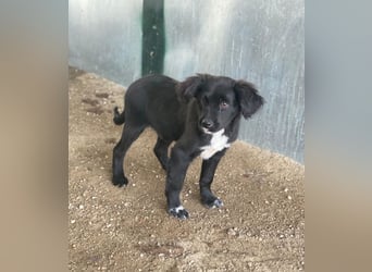 Pingu, geb. ca. 09/2025, lebt in GRIECHENLAND, auf einer privaten Pflegestelle