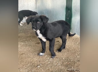 Pingu, geb. ca. 09/2025, lebt in GRIECHENLAND, auf einer privaten Pflegestelle