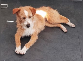 Maya - Minihund mit Riesenherz sucht seine Für-Immer-Familie auf Pflegestelle in 86943 Thaining