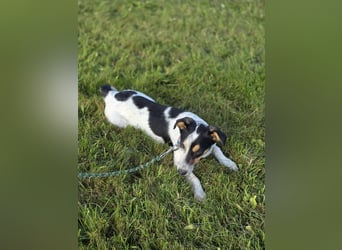 Ada - der perfekte Familienhund!