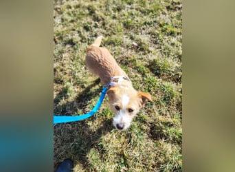 Maya - Minihund mit Riesenherz sucht seine Für-Immer-Familie auf Pflegestelle in 86943 Thaining