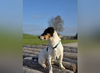 Ada - der perfekte Familienhund!