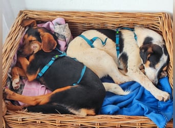 Ada - der perfekte Familienhund!