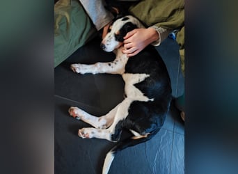 Pako - Kleiner Wirbelwind auf Pflegestelle in 86943 Thaining