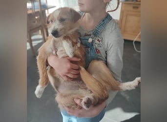 Maya - Minihund mit Riesenherz sucht seine Für-Immer-Familie auf Pflegestelle in 86943 Thaining