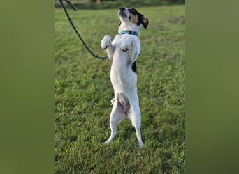 Ada - der perfekte Familienhund!