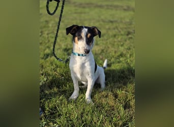 Ada - der perfekte Familienhund!