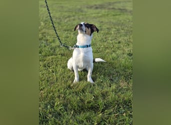 Ada - der perfekte Familienhund!