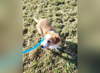 Maya - Minihund mit Riesenherz sucht seine Für-Immer-Familie auf Pflegestelle in 86943 Thaining