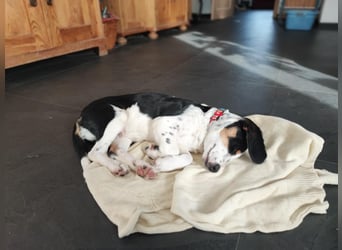 Pako - Kleiner Wirbelwind auf Pflegestelle in 86943 Thaining