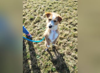 Maya - Minihund mit Riesenherz sucht seine Für-Immer-Familie auf Pflegestelle in 86943 Thaining