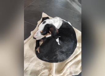 Pako - Kleiner Wirbelwind auf Pflegestelle in 86943 Thaining