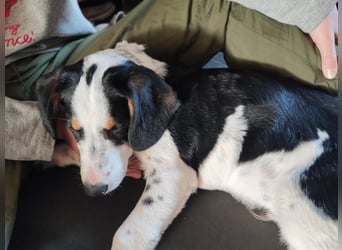 Pako - Kleiner Wirbelwind auf Pflegestelle in 86943 Thaining