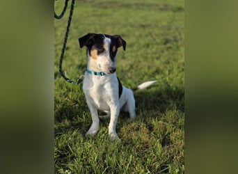 Ada - der perfekte Familienhund!
