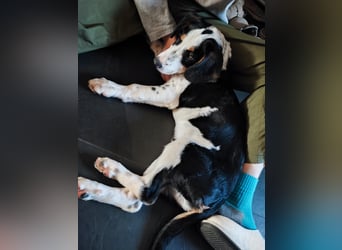 Pako - Kleiner Wirbelwind auf Pflegestelle in 86943 Thaining