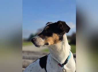 Ada - der perfekte Familienhund!