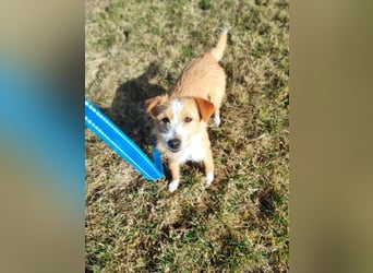 Maya - Minihund mit Riesenherz sucht seine Für-Immer-Familie auf Pflegestelle in 86943 Thaining