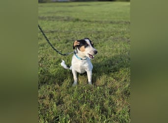 Ada - der perfekte Familienhund!