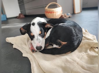 Pako - Kleiner Wirbelwind auf Pflegestelle in 86943 Thaining