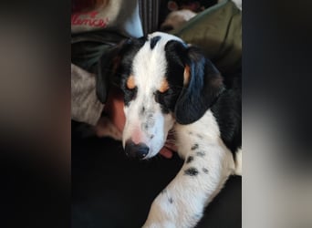 Pako - Kleiner Wirbelwind auf Pflegestelle in 86943 Thaining