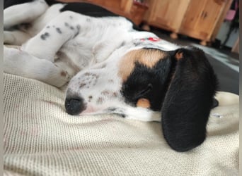 Pako - Kleiner Wirbelwind auf Pflegestelle in 86943 Thaining